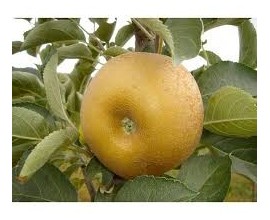 POMME REINETTE GRISE VRAC