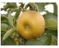 POMME REINETTE GRISE VRAC