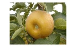 POMME REINETTE GRISE VRAC