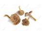 chanterelle