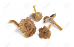 CHAMPIGNON CHANTERELLE