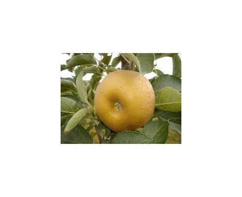 Pomme Rainette grise à la caisse